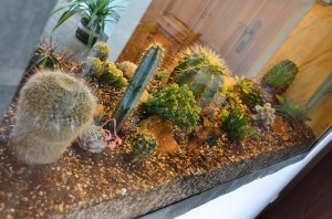 KaktusovÃ© akvÃ¡rium | RozkvetlÃ½ domov Å½ÄÃ¡r nad SÃ¡zavou
