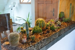 KaktusovÃ© akvÃ¡rium | RozkvetlÃ½ domov Å½ÄÃ¡r nad SÃ¡zavou