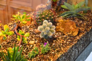 Kaktusové akvárium | Rozkvetlý domov Žďár nad Sázavou