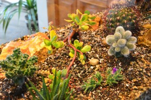 Kaktusové akvárium | Rozkvetlý domov Žďár nad Sázavou